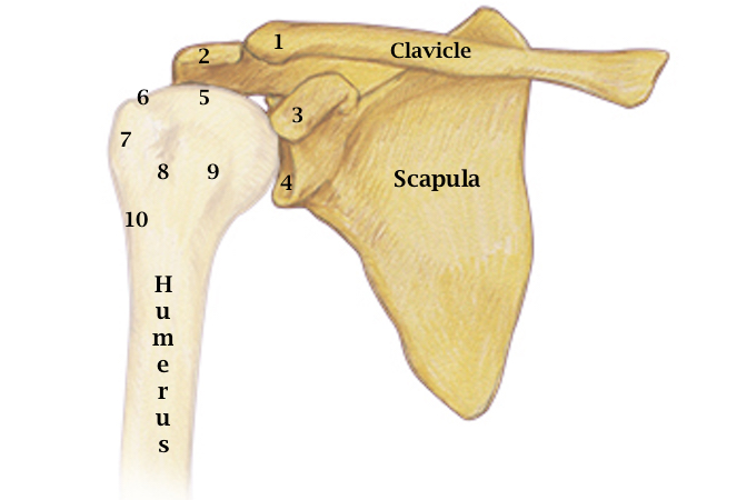 1. Distal Clavicle    2. Acromion     3. Coracoid Process   5. Humeral Head 6. Anatomical Neck   7. Greater Tuberosity   8. Bicipital Groove    9.  Lesser Tuberosity   10.  Surgical Neck