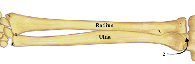 1.  Radial Head   2.  Olecranon   3. Radial Tuberosity   4. Radial Styloid 5.  Distal Radioulnar Joint   6.  Ulnar Styloid