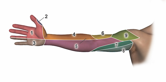 Anterior (palmar or volar ) Sensation by Nerve: 1 = median nerve; 2 = dorsal radial sensory nerve; 3 = ulnar nerve; 4 = lateral antebrachial cutaneous nerve; 5 = medial antebrachial cutaneous nerve; 6 = radial dorsal antebrachial cutaneous nerve;  7 = medial brachial cutaneous nerve; 8 = intercostobrachial nerve; 9 = axillary nerve (superior lateral brachial cutaneous nerve.  (Hover over right edge to see more images)