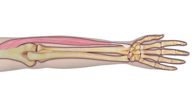 Brachioradialis - Origin: Humerus (lateral supracondylar ridge, proximal 2/3) and lateral intermuscular septum (anterior).  Insertion: Radius (lateral side of shaft just proximal to styloid process). Innervation:	Cervical root(s): C5–6; Nerve: radial nerve