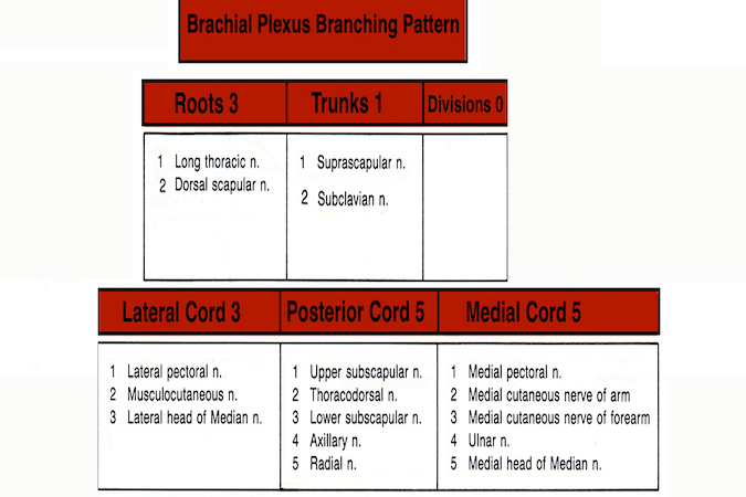 Brachial Plexus Branching Pattern