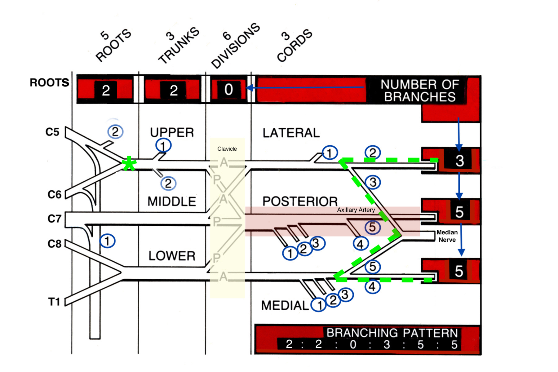 Brachial Plexus diagram showing roots, trunks, divisions & cords. (Remember RTDCBs - Running Together Down Country Byways). Also note the Nerve Branching  2 2 0 3 5 5 Rule for the number of branches from each part of the plexus. Also see the brachial plexus branching table in the next image. Note the green asterisk at Erb’s point.  Also note the brachial plexus “M” landmark shape anterior to the axillary artery which is defined by the musculocutaneous nerve, the median nerve and the ulnar nerve. Finally not