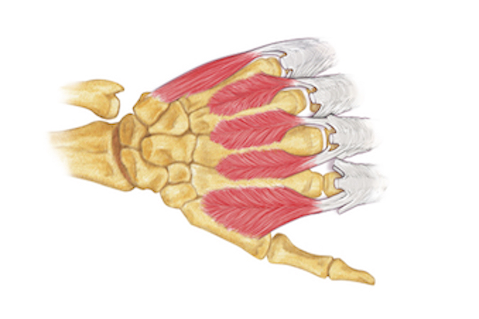 Dorsal interossei are between the metacarpals and abduct the fingers in reference to the long finger.  Usually the dorsal interossei have two heads except the third dorsal interosseous.