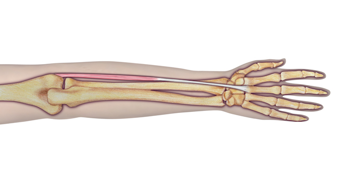Extensor Carpi Radialis Brevis (ECRB) - Origin: Humerus (lateral epicondyle via common forearm extensor tendon, radial collateral ligament of elbow joint, and aponeurosis of muscle. Insertion: 3rd metacarpal bone (base of dorsal surface on radial side) and 2nd metacarpal (occasionally). Innervation: Cervical root(s):  C7 and C8; Nerve: radial nerve (posterior interosseous branch)