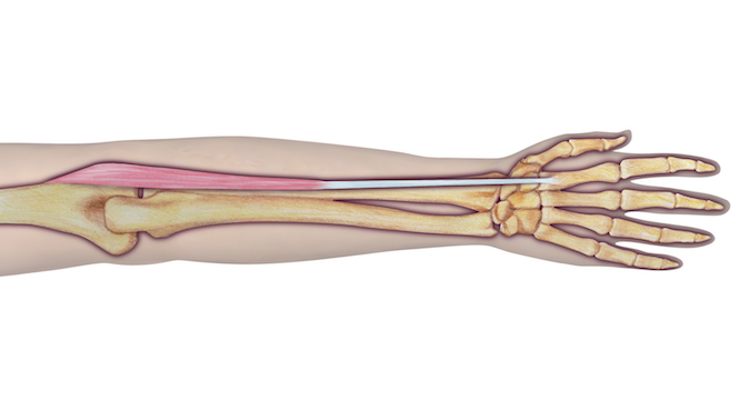 Extensor Carpi Radialis Longus (ECRL) - Origin: Humerus (lateral supracondylar ridge, distal 1/3), common forearm extensor tendon, and lateral intermuscular septum. Insertion: 2nd metacarpal bone (base on radial side of dorsal aspect).  Innervation: Cervical root(s):  C6 and C7; Nerve: radial nerve (lateral muscular branch).