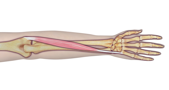 Extensor Carpi Ulnaris (ECU) - Origin:	 Humerus (lateral epicondyle via common extensor tendon) and ulna (posterior border by an aponeurosis).  Insertion:	5th metacarpal bone (tubercle on medial side of base).  Innervation: Cervical root(s):  C7 and C8; Nerve: Radial nerve (posterior interosseous branch).