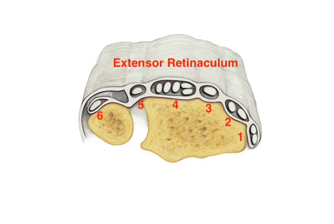 The extensor retinaculum prevents bowstring during extension.  Its vertical septa define six extensor compartments. The first contains the Abductor Longus and Extensor Pollicis Brevis; the second contains the Extensor Carpi Radialis Longus & Brevis; The third contains the Extensor Pollicis Longus; The fourth contains the Extensor Digitorum Communis & Extensor Indicis Proprius: The fifth contains the Extensor Digiti Minimi; & the sixth contains the Extensor Carpi Ulnaris.
