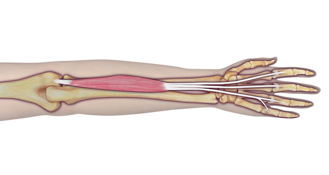 Extensor Digitorum Communis (EDC) - Origin: Humerus (lateral epicondyle via common extensor tendon), intermuscular septum, and antebrachial fascia.  Insertion: Four tendons to digits 2–5 (via the extensor expansion, to dorsum of middle and distal phalanges; one tendon to each finger).  Innervation: Cervical root(s):  C7 and C8; Nerve: radial nerve (posterior interosseous branch).