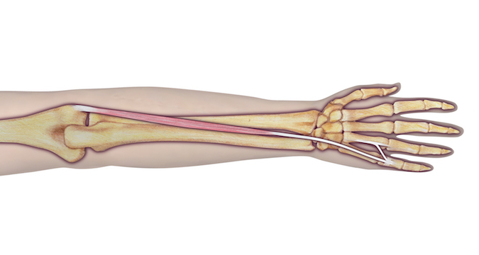 Extensor Digitorum Minimi (EDM) - Origin: Humerus (lateral epicondyle via common extensor tendon) and intermuscular septum.  Insertion: 5th digit (extensor hood).  Innervation: Cervical root(s): C7 and C8;  Nerve: radial nerve (posterior interosseous branch).