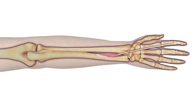 Extensor Indicis Proprius (EIP) - Origin: Ulna (posterior surface of shaft) and interosseous membrane.  Insertion: 2nd digit (via tendon of extensor digitorum into extensor hood). Innervation: Cervical root(s):  C7 and C8; Nerve: radial nerve (posterior interosseous branch).