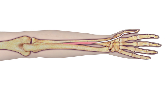 Extensor Pollicis Longus (EPL) - Origin: Ulna (posterolateral surface of middle shaft), and interosseous membrane.  Insertion: Thumb (base of distal phalanx, dorsal side) Innervation: Cervical root(s):  C7 and C8; Nerve: radial nerve (posterior interosseous branch).