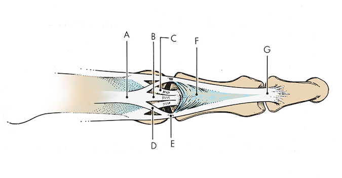 Dorsal view of finger extensor tendons:  A. Extensor tendon; B. Central slip; C. Oblique fibers of the dorsal aponeurosis; D. Lateral slip;  E. Conjoined lateral band;  F. Triangular ligament;  G. Terminal extensor tendon.