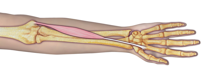 Origin: Humerus (medial epicondyle via common flexor tendon), antebrachial fascia, and intermuscular septum.  Insertion:  2nd and 3rd metacarpals (base, palmar surface).  Innervation:  Cervical root(s):  C6–C7; Nerve: median nerve