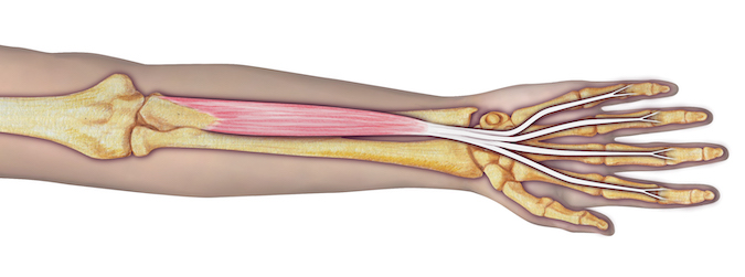 Flexor Digitorum Sublimis (FDS) - Origin: Humeral-ulnar head: Humerus (medial epicondyle via the common flexor tendon), ulnar collateral ligament (UCL) of the elbow joint, ulna (coronoid process, medial side), and intermuscular septa.  Radial Head: Radius (oblique line on anterior surface).  Insertion: Four tendons arranged in two pairs: Superficial pair: Long and ring fingers, and deep Pair: Index and little fingers with inserting into the appropriate middle phalanx. Innervation: Cervical root(s): C8–T1; N