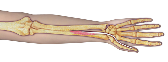 Flexor Pollicis Longus (FPL) - Origin: Radius (anterior surface of middle 1/2) and adjacent interosseous membrane, ulna (coronoid process, lateral border [variable]), and humerus (medial epicondyle [variable]).  Insertion: Thumb (base of distal phalanx, palmar surface) Innervation: Cervical root(s):  C7 and C8; Nerve: median nerve (anterior interosseous branch)