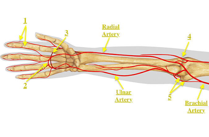 Upper Extremity Arteries: 1. Radial and ulnar digital arteries; 2. Superficial palmar vascular arch; 3. Deep palmar vascular arch;  4. Radial recurrent artery;  5. Inferior ulnar collateral arteries.