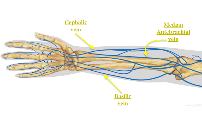 Veins of Hand and Upper Extremity