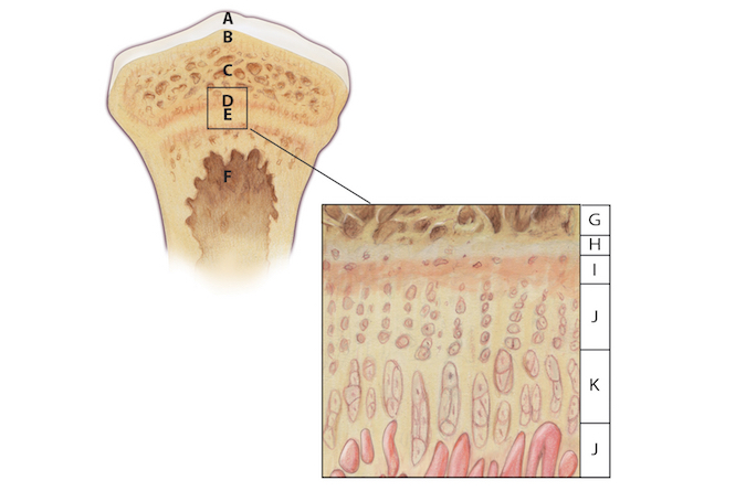 Histology of the normal Epiphysis, Growth Plate and Metaphysis:  A = Articular cartilage; B = Subchondral bone; C = Cancellous bone; D = Medullary cavity; E = Cancellous bone; F = Resting cartilage; G = Proliferating cartilage; H = Hypertrophy; I – Calcification; J = Vascular invasion