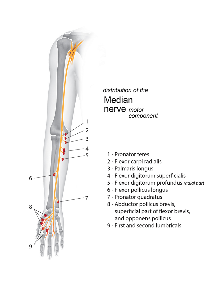 Motor innervation of the Median Nerve