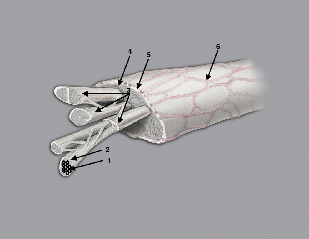 Median Nerve with axons enclosed in endoneurium (1); Fascicle enclosed in perineurium (2); Fascicular groups enclosed in connective tissue called internal epineurium (3); Internal epineurium (4); External epineurium (5); Epineural blood vessels (6).