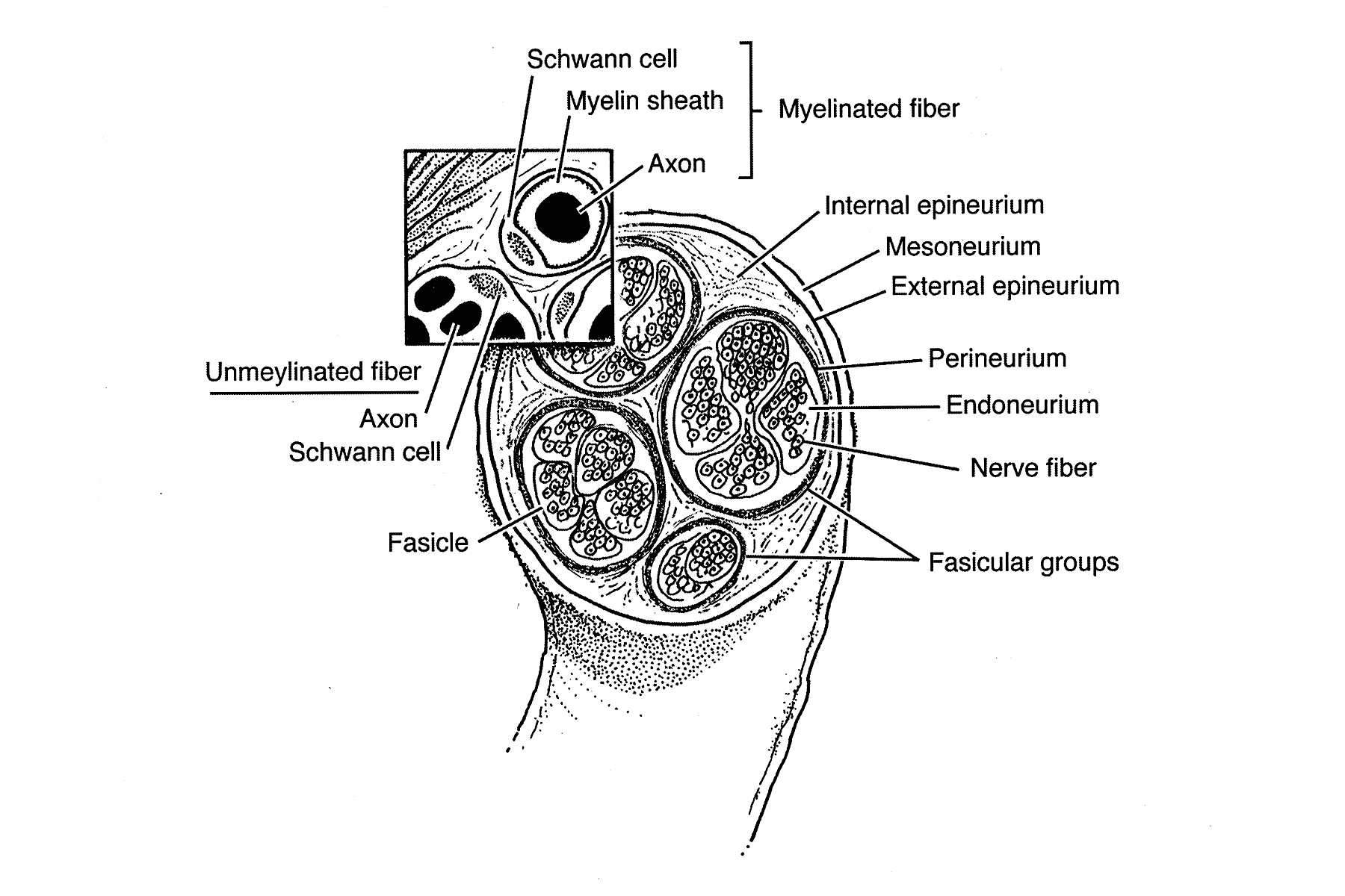 Nerve Internal Structure