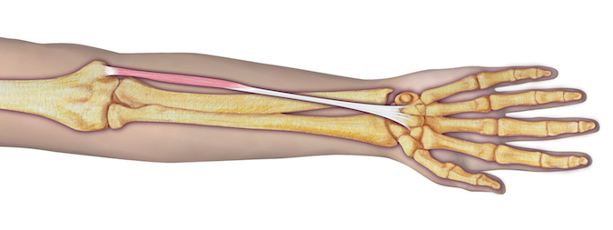 Origin: Humerus (medial epicondyle via common flexor tendon), intermuscular septa, and deep fascia.  Insertion:  Flexor retinaculum, palmar aponeurosis, and slip sent frequently to the short thumb muscles.  Innervation: Cervical root(s): C7–8; Nerve: median nerve