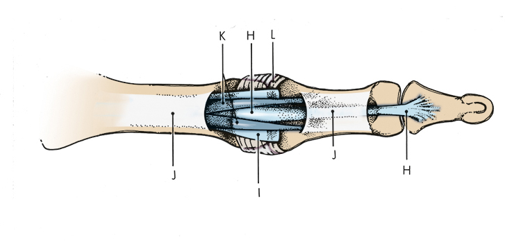 H. Flexor digitorum profundus; I. Volar plate; J. A-2 & A-4 pulley; K. Flexor digitorum superficialis; L. Transverse retinaculum