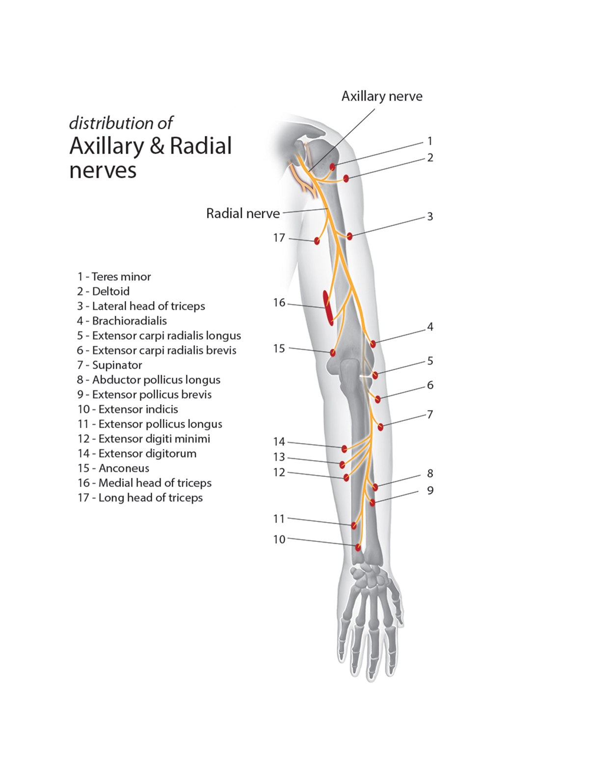 Diagram showing the muscles innervated by the radial and axillary nerves.