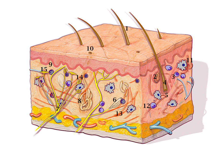 Skin inclusions: Hair shaft (1), Sebaceous gland (2), Arrector pili muscle (3),  Hair follicle (4), Papilla of hair (5), Pacinian corpuscle (6), Nerve fibers (7), Sweat gland (8), Dermal papilla (9), Sweat pore (10), Macrophage (11), Neutrophil (12), Collagen (13), Meissner’s corpuscle (14), and Ruffini corpuscle (15).