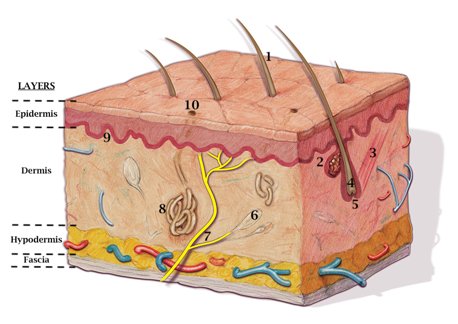 Layers of the skin: Epidermis with 5 layers (stratum basale, stratum spinosum, stratum granulosum, stratum lucidum [not shown], & stratum corneum); Dermis with the papillary layer and the reticular layer; Hypodermis or subcutaneous fatty layer; and the Fascia. Note inclusions: Hair shaft (1), Sebaceous gland (2), Arrector pili muscle (3), Hair follicle (4), Papilla of hair (5), Pacinian corpuscle (6), Nerve fibers (7), Sweat gland (8), Dermal papilla (9), and Sweat pore (10).