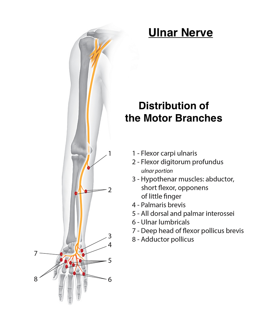 Ulnar nerve and its motor branches.